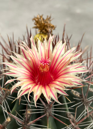 Ferocactus pilosus