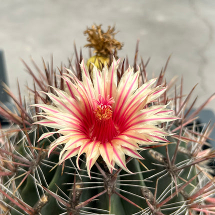 Ferocactus pilosus (Stainesii)