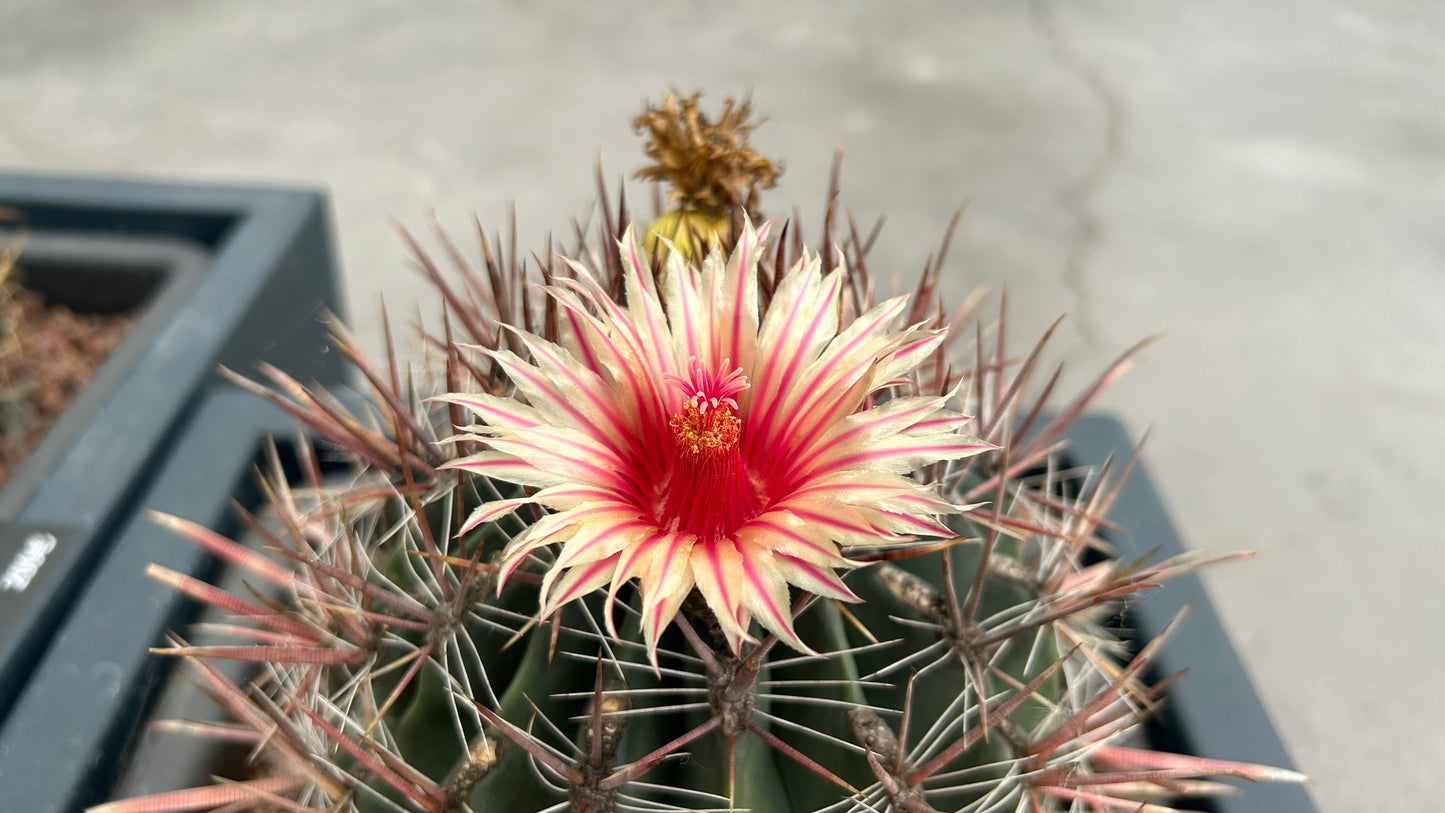 Ferocactus pilosus (stainesii)