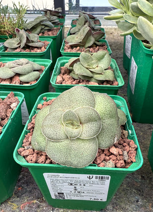 Crassula pseudohemisphaerica