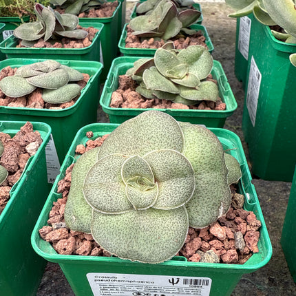 Crassula pseudohemisphaerica