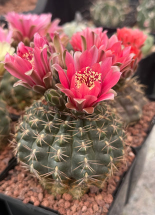 Gymnocalycium baldianum “Elige la Flor”