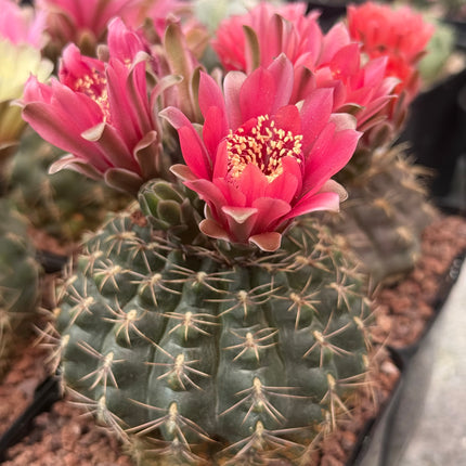 Gymnocalycium baldianum
