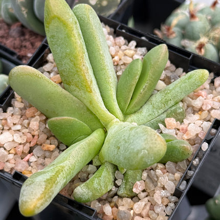 Glottiphyllum oligocarpum