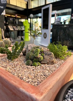 Cactus Composition #7 (In-Store Pickup)