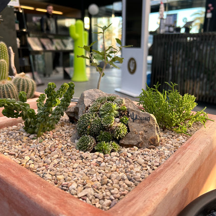 Cactus Composition #7 (In-Store Pickup)