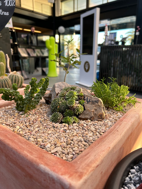 Composición de cactus #7 (Retiro en Tienda)