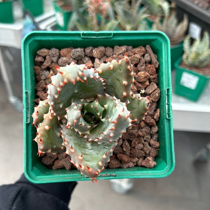 Aloe marlothii