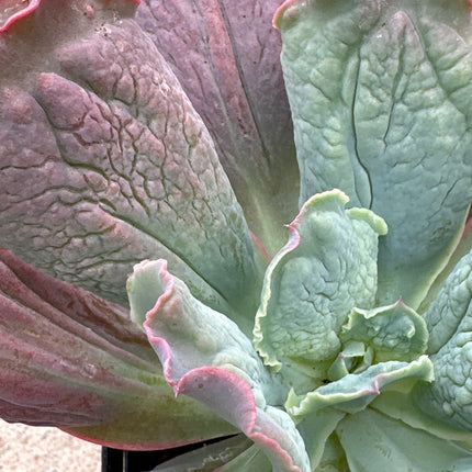 Echeveria culibra