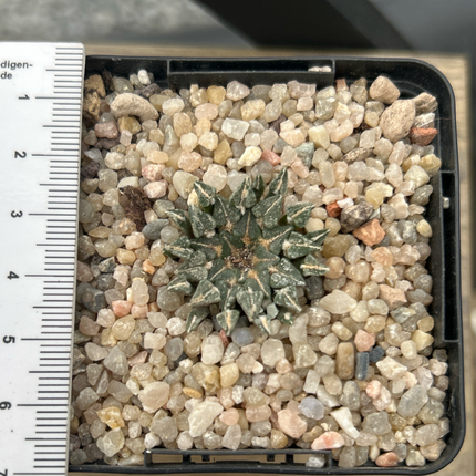 Ariocarpus kotschoubeyanus albiflorus VM220 Tula