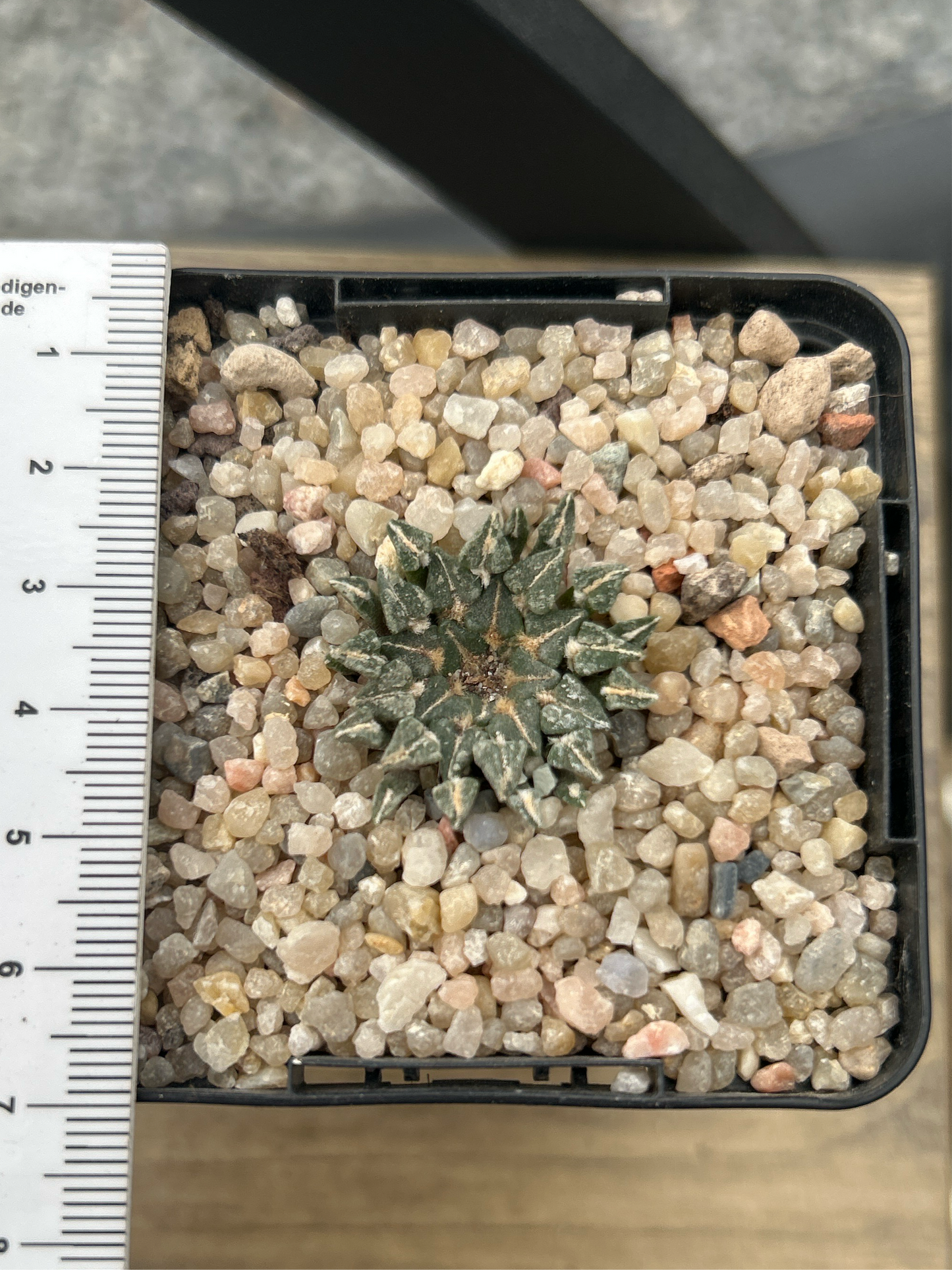 Ariocarpus kotschoubeyanus albiflorus VM220 Tula