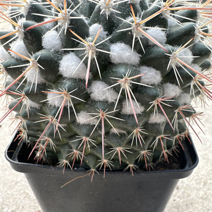 Mammillaria microhelia f. rosa | Little sun pincushion cactus. pink flower