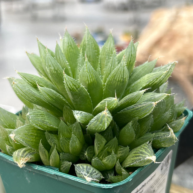 Haworthia cooperi var. hissui