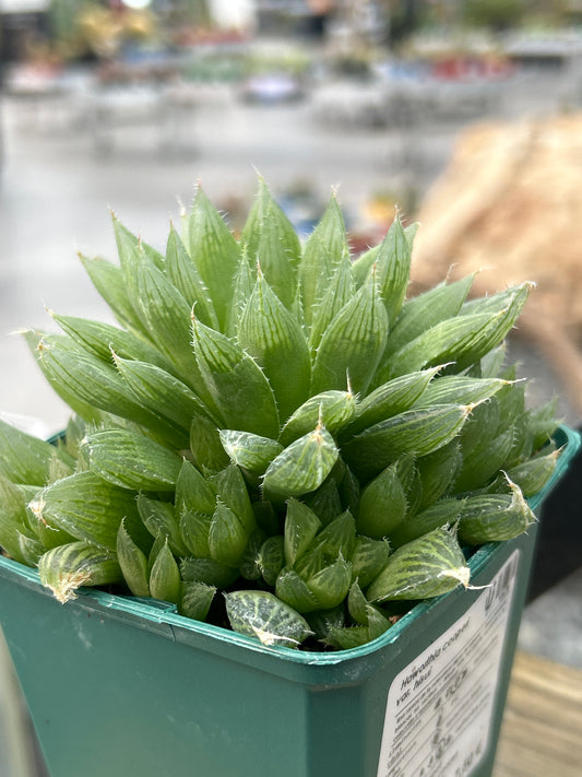 Haworthia cooperi var. hissui