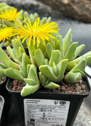 Cheiridopsis acuminata