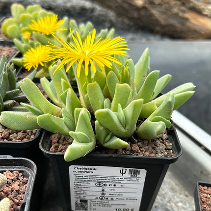 Cheiridopsis acuminata