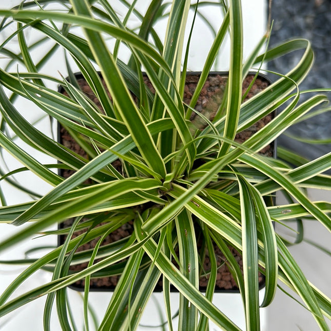 Carex oshimensis evergold variegata