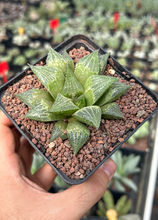 Haworthia paradoxa var. paradoxa