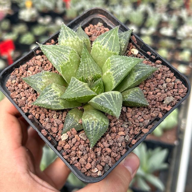 Haworthia paradoxa var. paradoxa