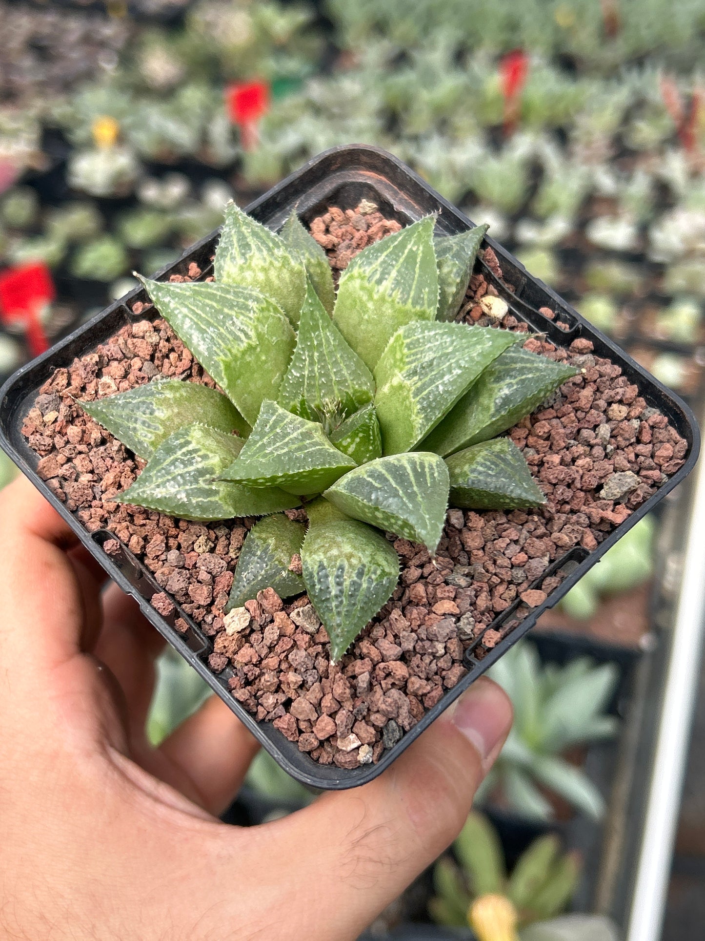 Haworthia paradoxa var. paradoxa