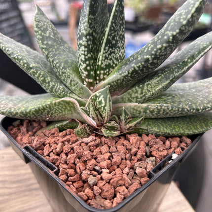 Gasteria brachyphylla