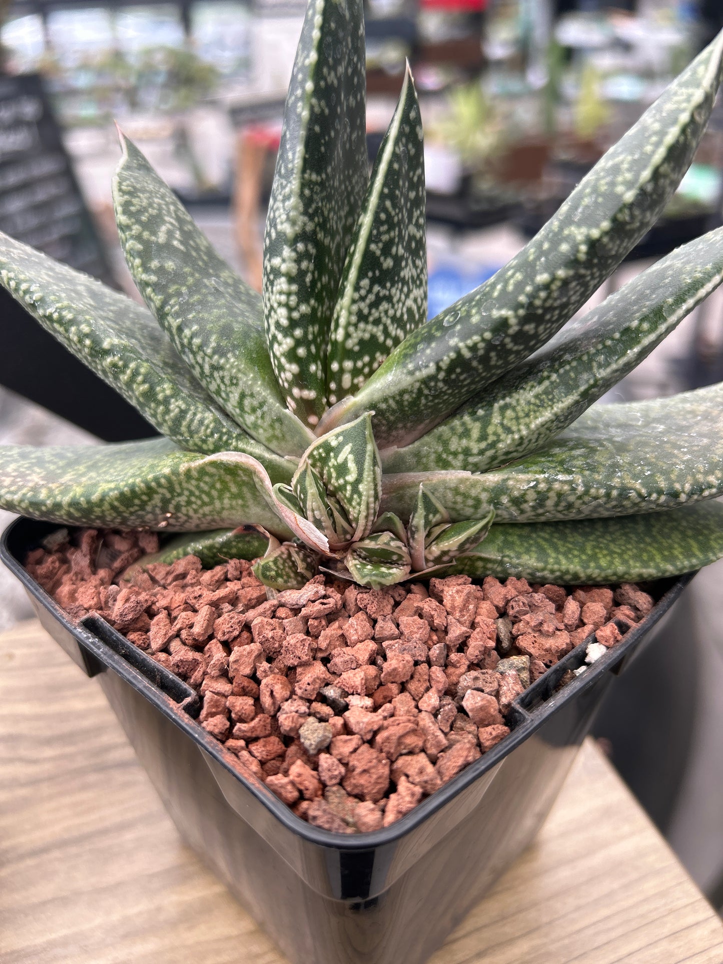 Gasteria brachyphylla