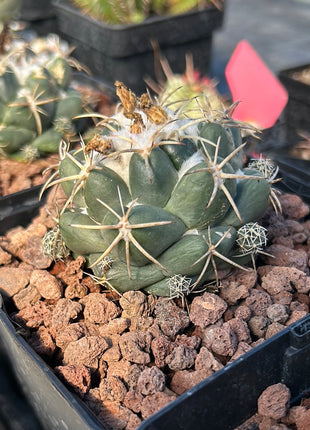 Coryphantha elephantidens