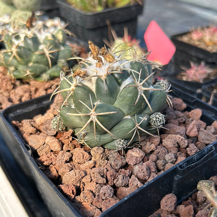 Coryphantha elephantidens