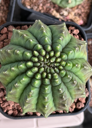 Gymnocalycium 'Spineless'