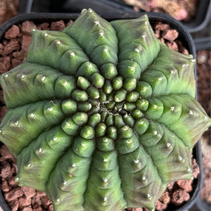 Gymnocalycium ‘Spine less’
