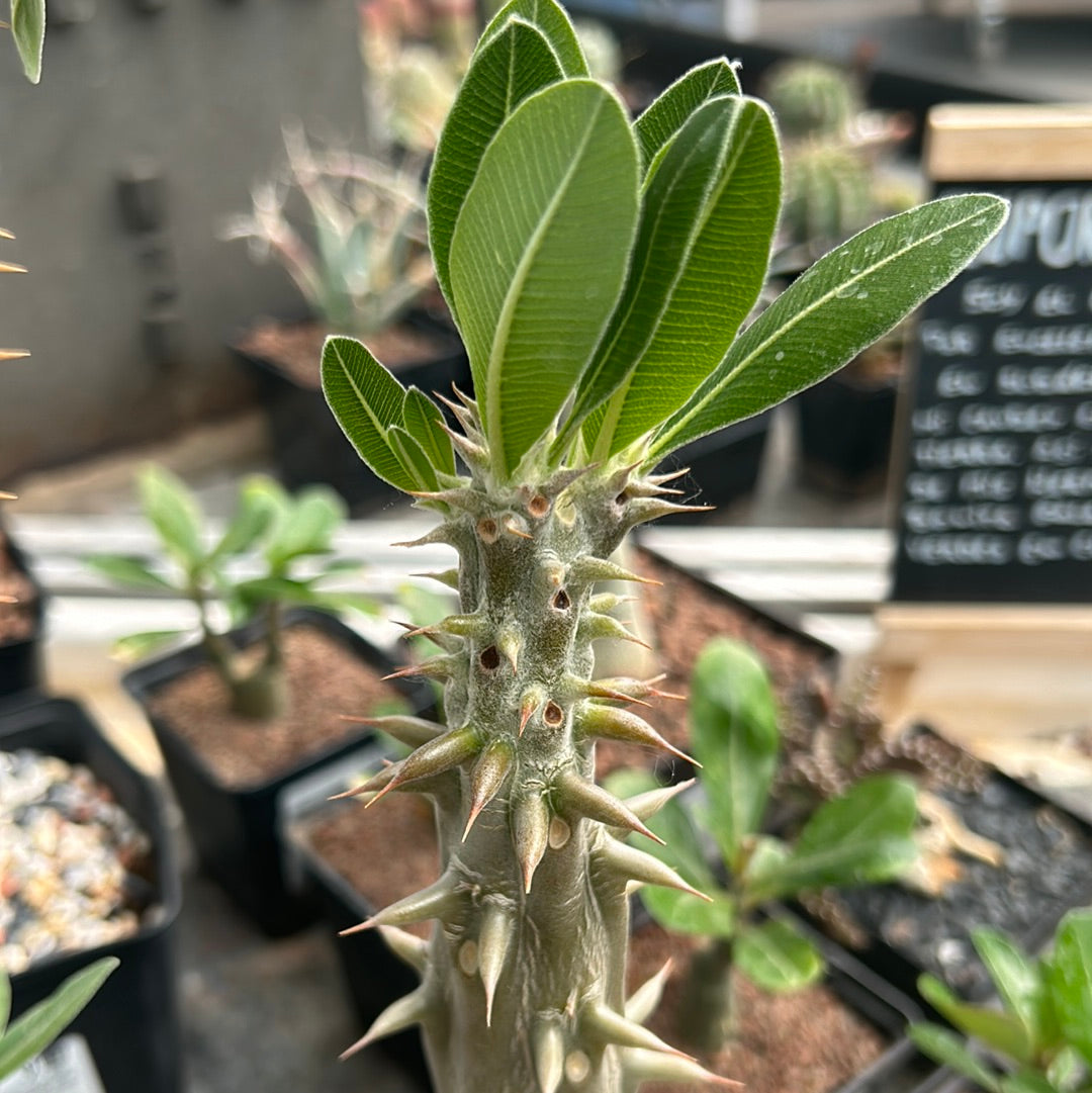 Pachypodium horomboense