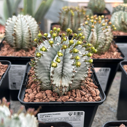 Euphorbia horrida var. Sunrise