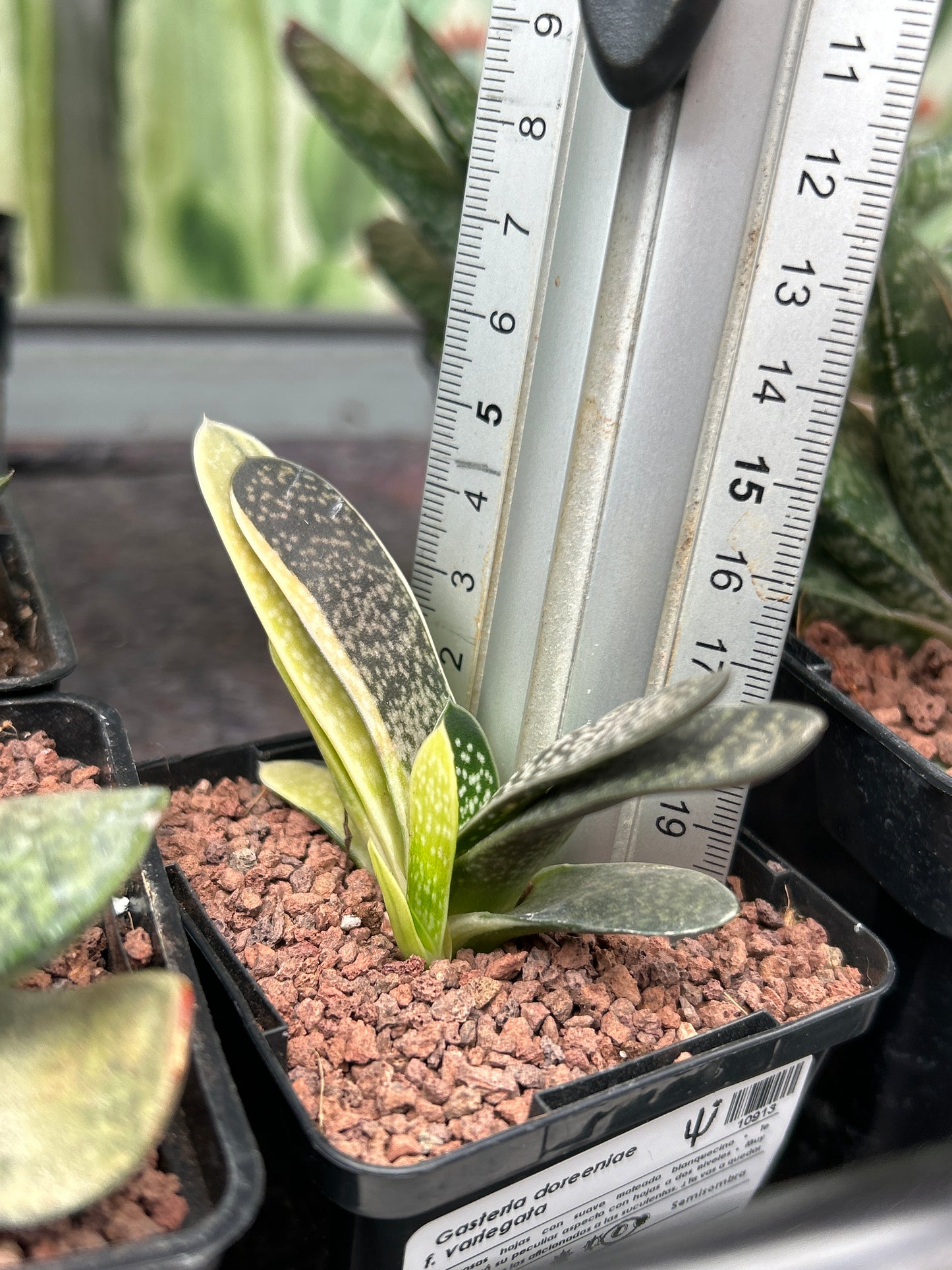 Gasteria doreeniae f. variegata