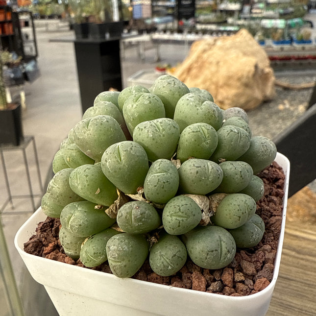 Conophytum ficiforme