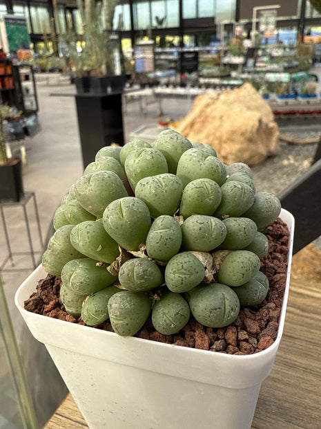 Conophytum ficiforme