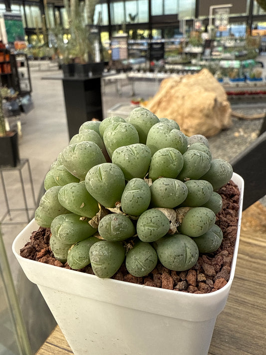 Conophytum ficiform