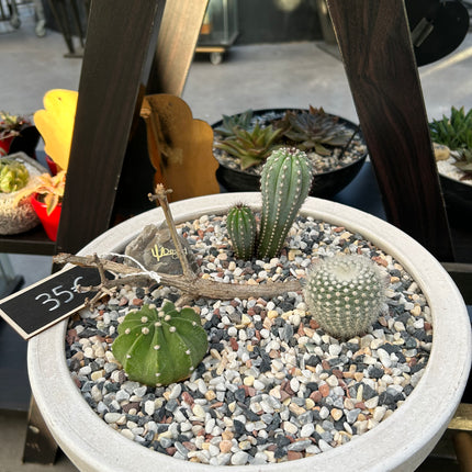 Cactus Composition #3 (Pickup in store)