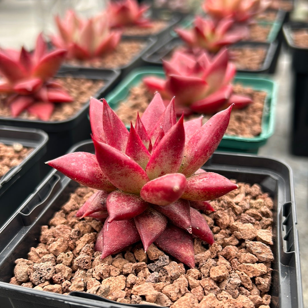 Echeveria agavoides 'Red Robin'