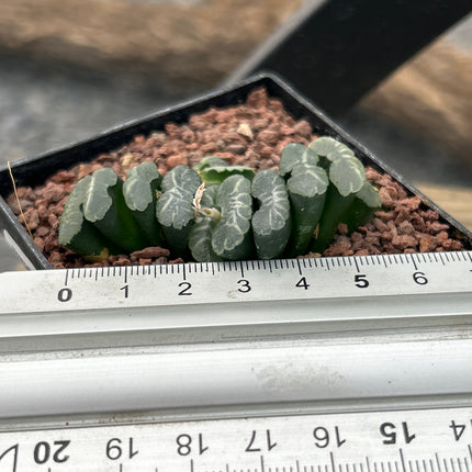 Haworthia truncata var. minor