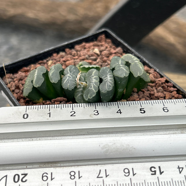 Haworthia truncata var. minor