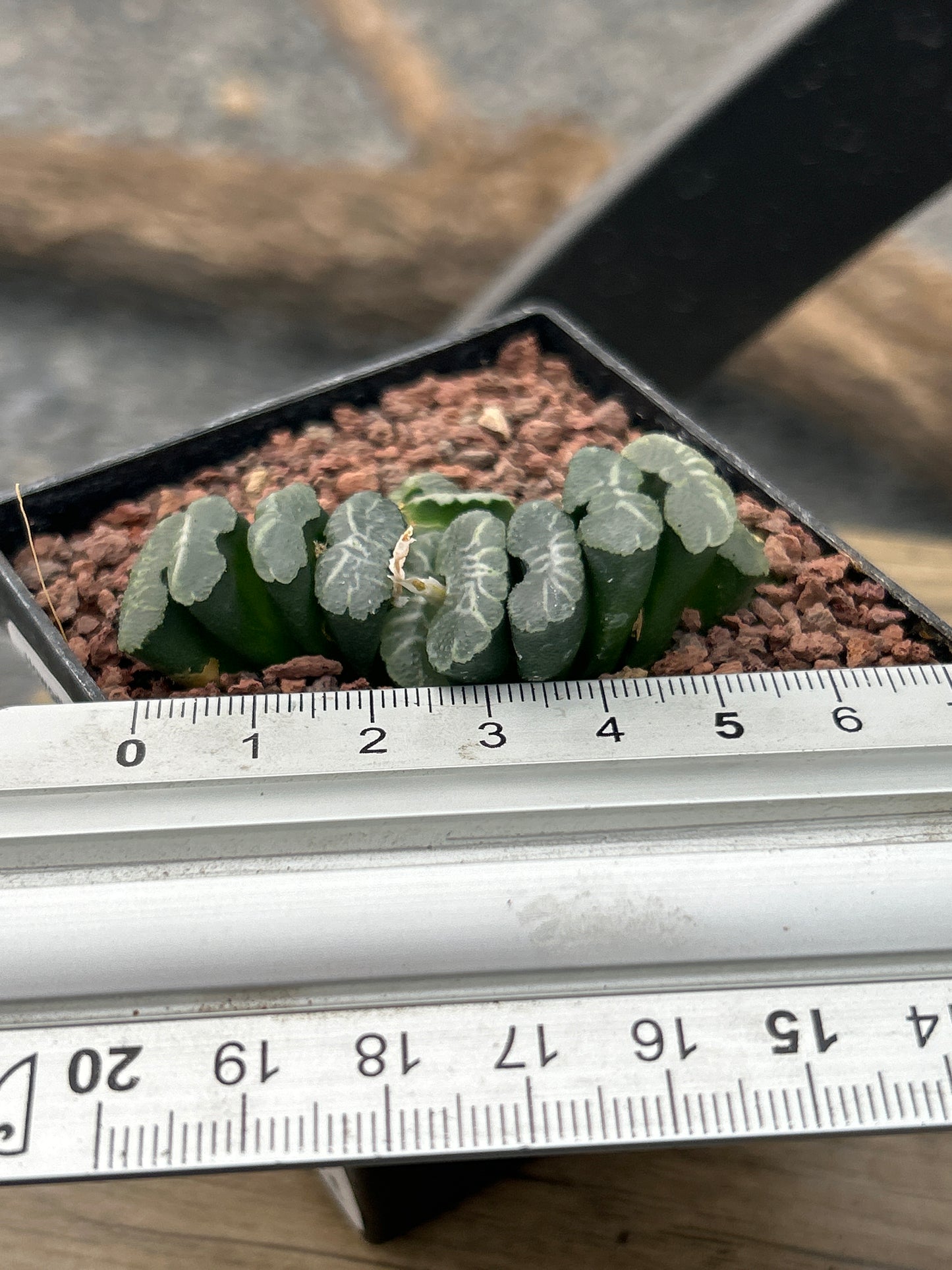 Haworthia truncata var. minor