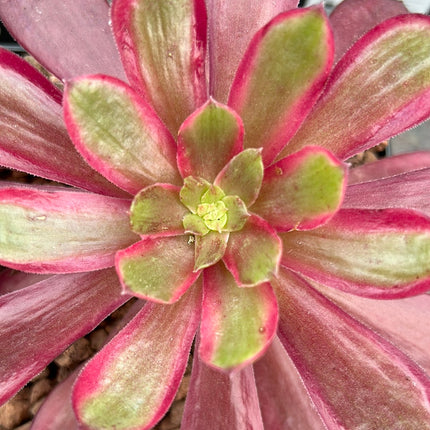 Aeonium 'Jack Catlin' variegated