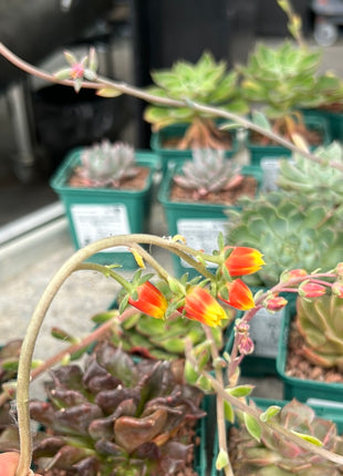 Echeveria 'Joan Daniel'