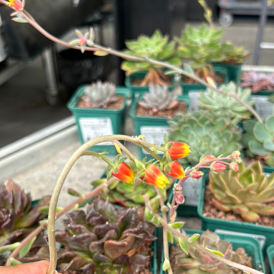 Echeveria 'Joan Daniel'