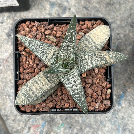 Gasteria ellaphieae