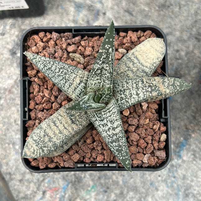 Gasteria ellaphieae
