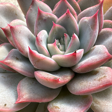 xGraptoveria 'Black Raccoon' | Graptoveria 'Black Raccoon'
