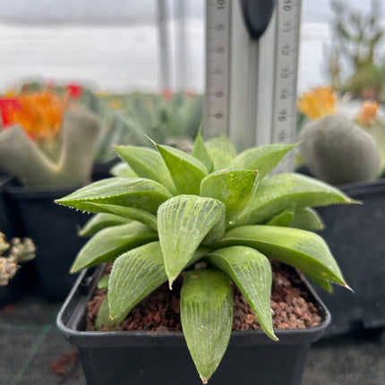 Haworthia 'Regida'