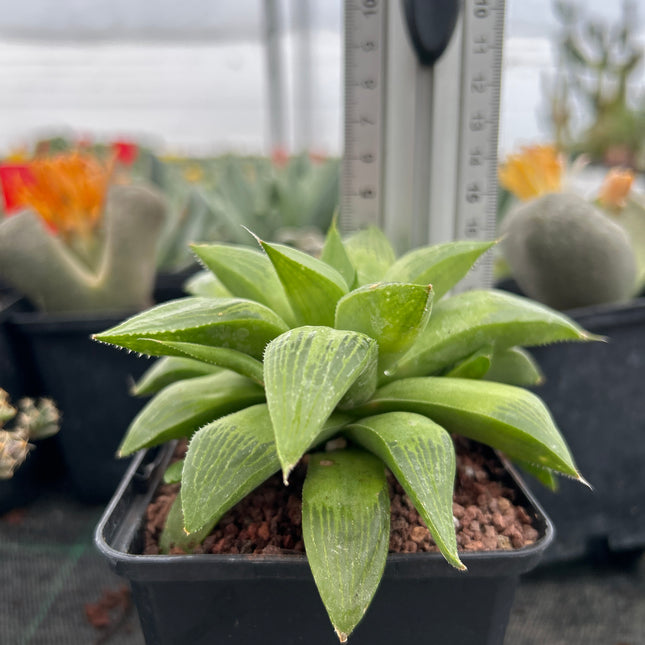 Haworthia 'Regida'