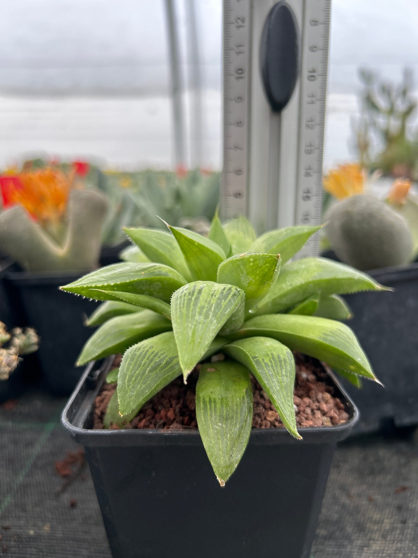 Haworthia 'Regida'